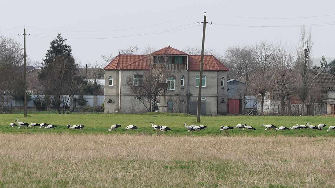 Some people just get starlings and sparrows in their front yard.. 😄 #storks #whitestorks #migration #springmigration2023 #birdingazerbaijan