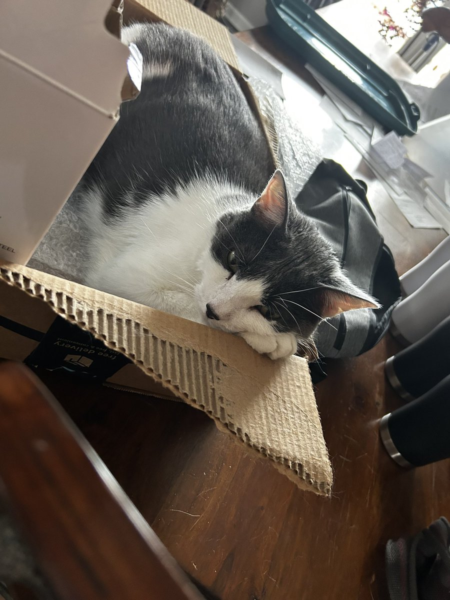 MgnGrv's tweet photo. @qtcinderella Cat https://t.co/6SnbbBWHhG