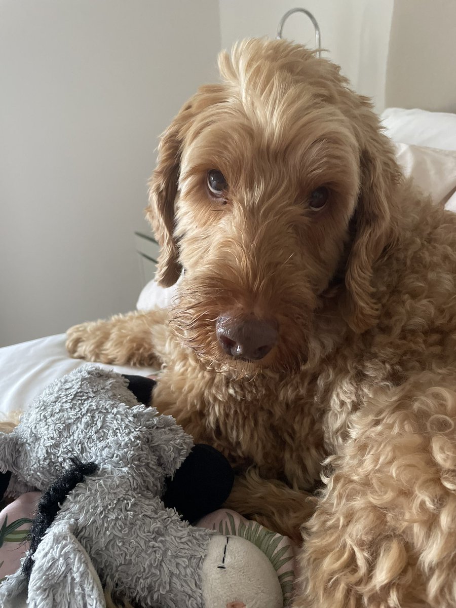 vickiposh's tweet photo. @dog_rates https://t.co/kowFBmw0SG