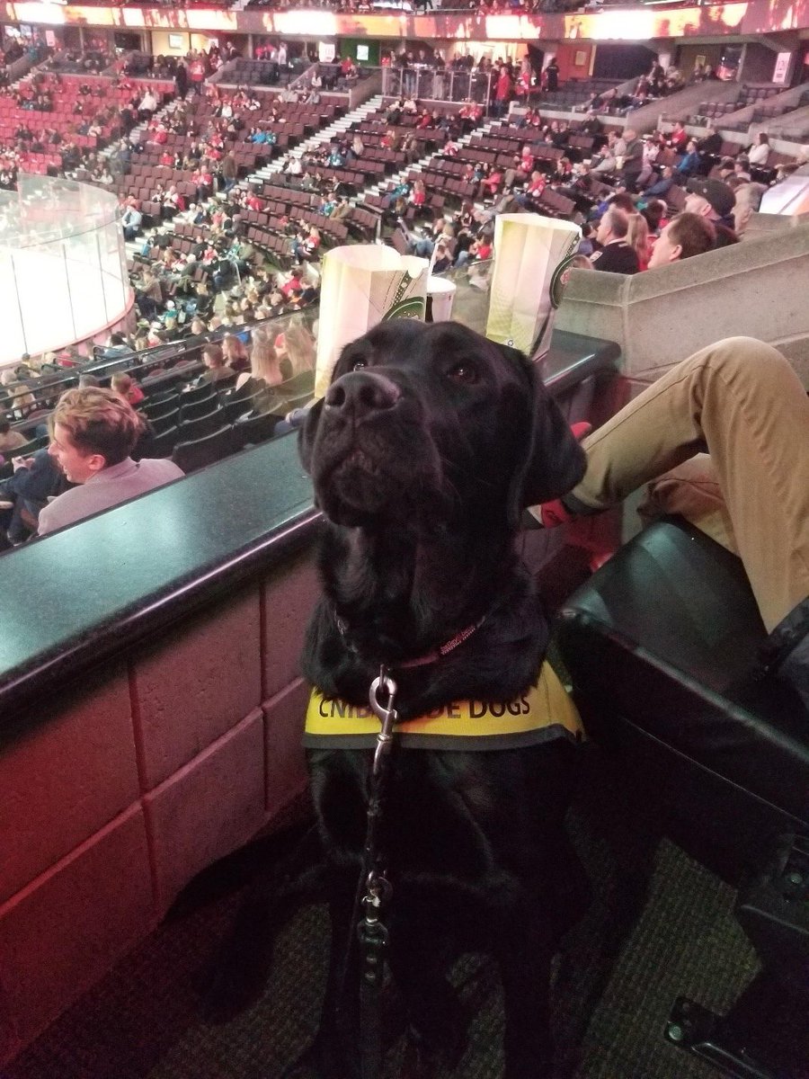 HISKanata's tweet photo. Did someone say #NationalPuppyDay!?

Here's to all our @CNIB guide dog puppies in training we've been lucky to foster over the years. 💛

#puppies #guidedogs #guidedogintraining #cnib #holidayinnkanata #puppyday https://t.co/F4lOii7qB4