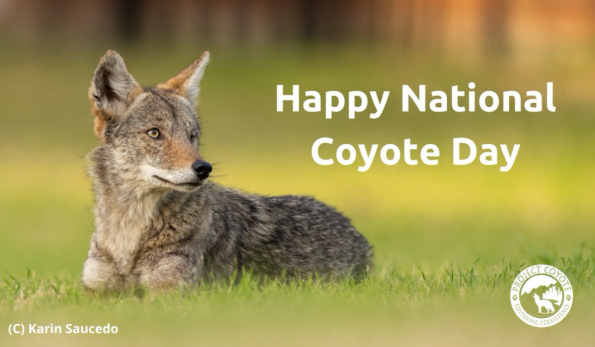 Happy #NationalCoyoteDay!