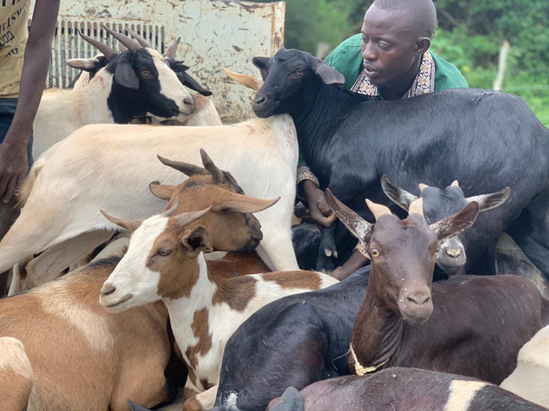 Novine_Mpereka's tweet photo. With just $2000, you can start your goat farming journey with 27 goats like this farmer who has just started hers today https://t.co/rjSrMm6vU5