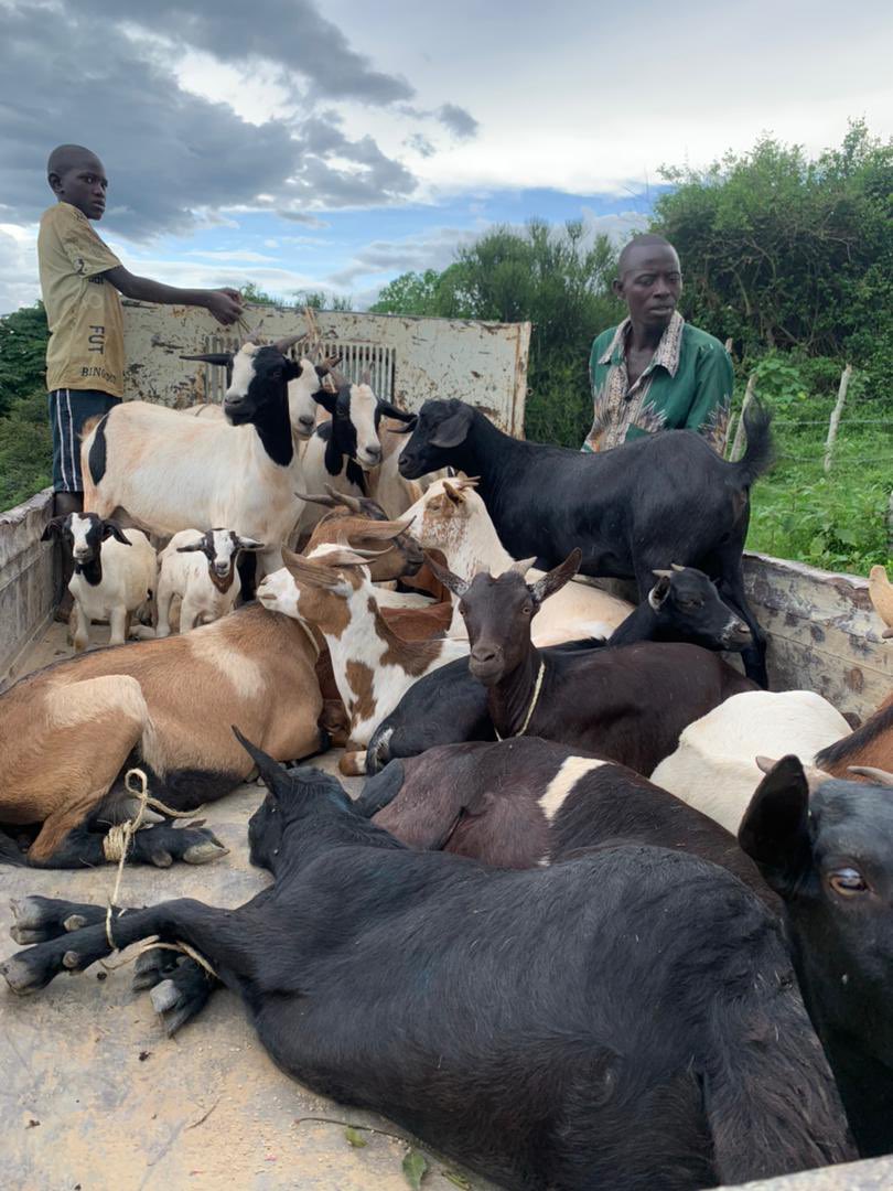 Novine_Mpereka's tweet photo. With just $2000, you can start your goat farming journey with 27 goats like this farmer who has just started hers today https://t.co/rjSrMm6vU5