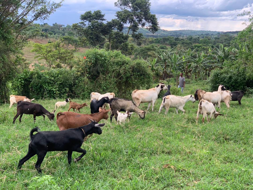 Novine_Mpereka's tweet photo. With just $2000, you can start your goat farming journey with 27 goats like this farmer who has just started hers today https://t.co/rjSrMm6vU5