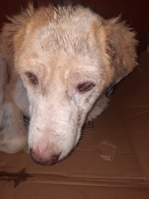 masum_gozler's tweet photo. Bu köpek için acil 2 kutu milteforan gerekiyormuş.
Veteriner uyutmak istiyormuş.
Elinde olan varsa şu numaraya yazabilir mi 
+90 530 728 12 34

@birpatider https://t.co/eRXhxwnuSp