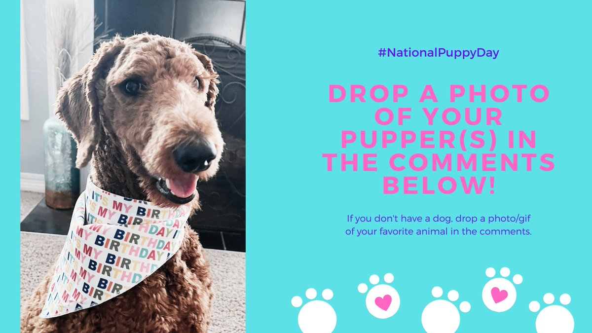 Meet Carrots! She's a standard red poodle who is almost two years old and loves chasing her hoomans in the backyard! Introduce us to your doggo on this #NationalPuppyDay! #advanceius #iualumni #southbeastmode