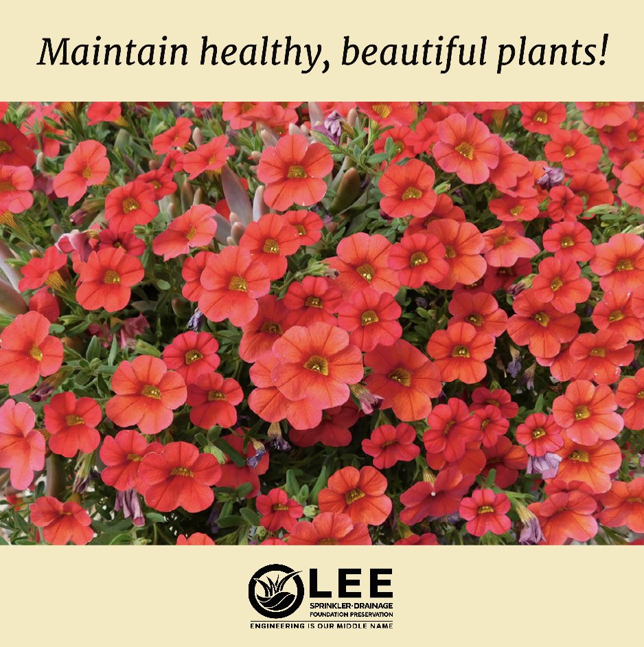 Lee_Since1971's tweet photo. Drip systems ensure proper moisture levels in your soil, lowering the chance of plants being affected by disease. If you have ever spent hundreds on landscaping only to have your plants wiped out by root rot, then you understand why this process of water application is genius! https://t.co/hRJMz3drll