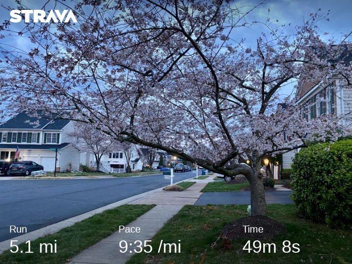running_trav's tweet image. Enjoying the cherry blossoms in the new neighborhood🌸 #1100in2023 #irun2023 #runnerdad #findyourbalance #AER2023 #AERteam #alteregorunning #honeystingerathlete #hshive  #brooksrunning #milestogo