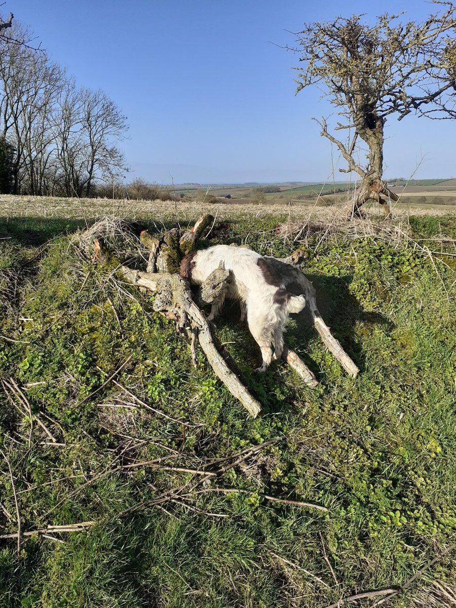 Bestestgundog's tweet photo. Mornin pals for the 3rd time... twoofer just not lettin us twoof wiv our pals today... we have much wind, some sun, no rain... all good..Also good is UncleBu leggles so mum give him his head & he stick it down the rabbit holes🤣🤣 #spanielFun https://t.co/UBwYJ79VFD