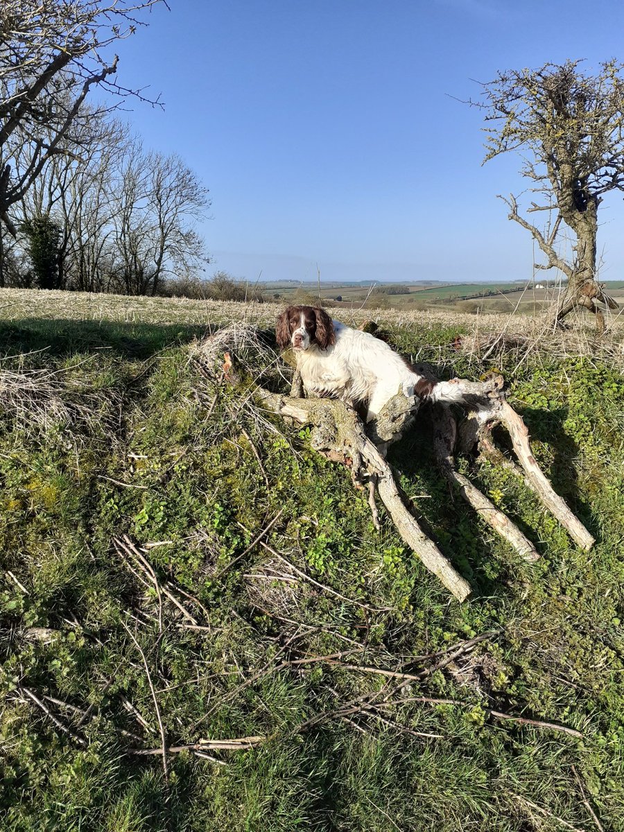 Bestestgundog's tweet photo. Mornin pals for the 3rd time... twoofer just not lettin us twoof wiv our pals today... we have much wind, some sun, no rain... all good..Also good is UncleBu leggles so mum give him his head & he stick it down the rabbit holes🤣🤣 #spanielFun https://t.co/UBwYJ79VFD