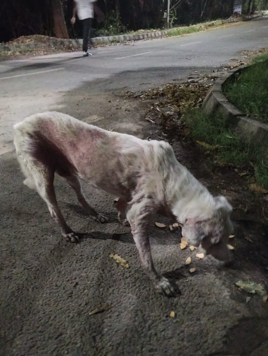 JesudossAsher's tweet photo. The Prevention of Cruelty to Animals Act was enacted in 1960. It's time for an update to reflect modern animal welfare standards. @Narendramodi @Prupala #AmendPCA #pleasemodiji #nomore50 #RahulGandhi https://t.co/uvmTsthUJe
