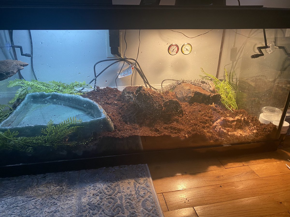 itsudda's tweet photo. Here are some before and after picture my homies new interior set up #tegu #reptile https://t.co/uLZ98MhSJ4