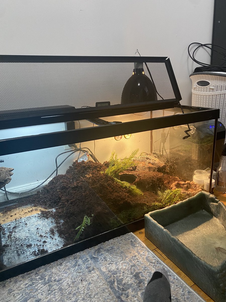 itsudda's tweet photo. Here are some before and after picture my homies new interior set up #tegu #reptile https://t.co/uLZ98MhSJ4