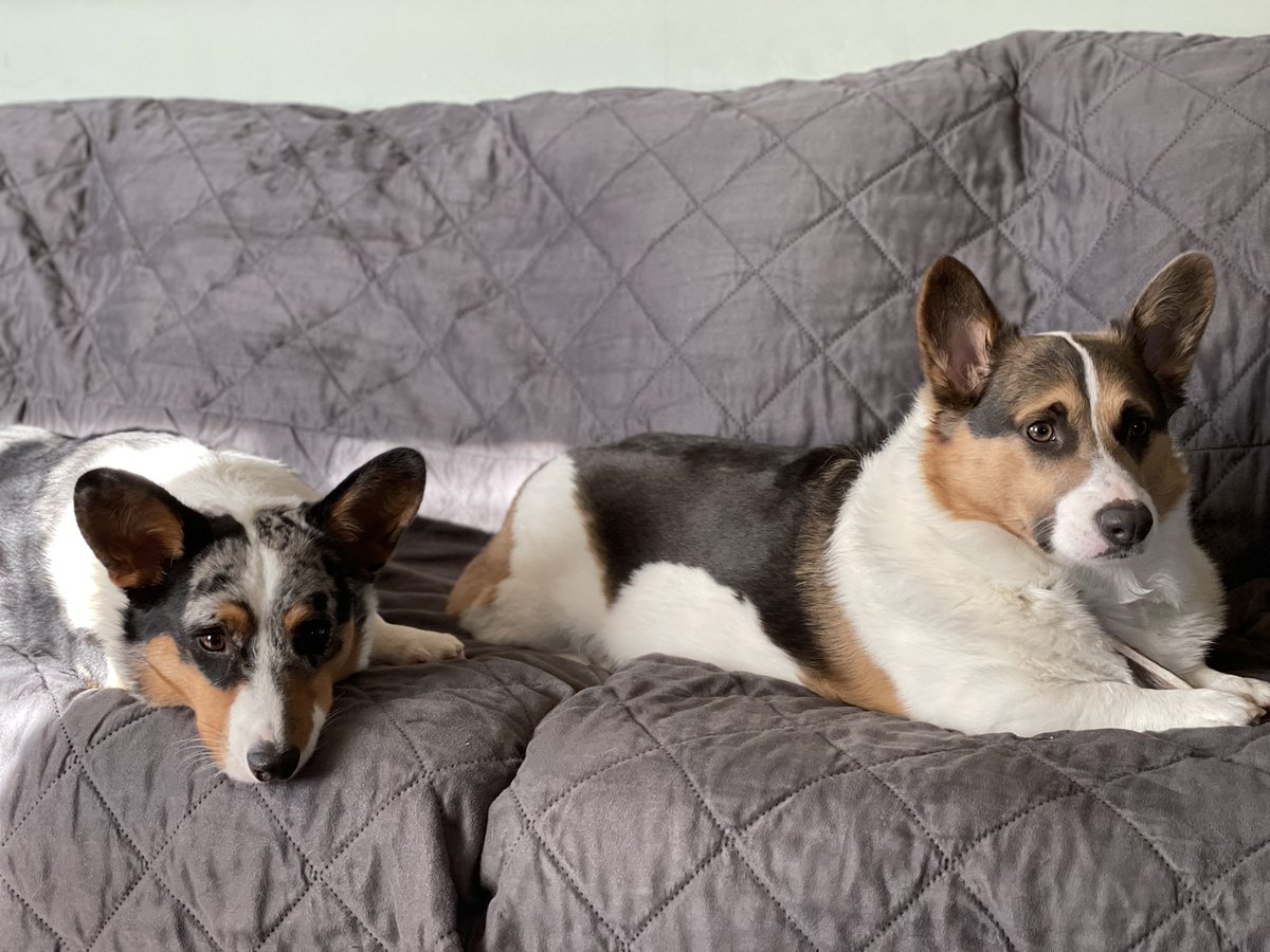 calandra1122's tweet photo. #gooddaydc National puppy day ♥️ https://t.co/9MlRbMNi61