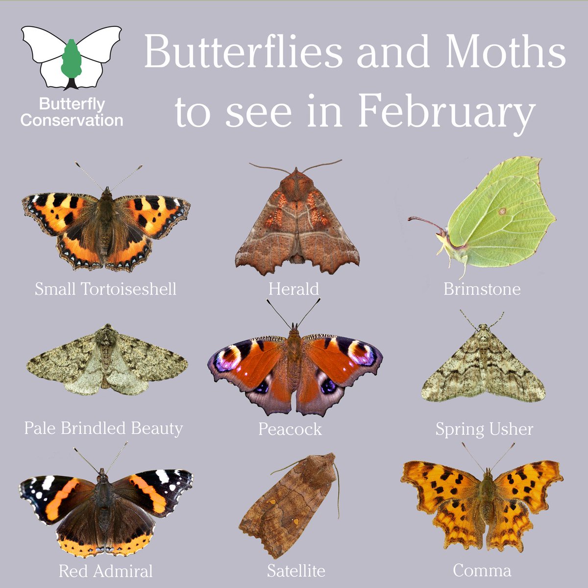 UNBiodiversity's tweet photo. It's been a long month, but February is finally here!

As the days get longer and the flowers return, here are some of the species you could see over the next few weeks in your gardens and local green spaces. 🦋🏡🌼

#SaveButterflies #MothsMatter

Via @savebutterflies https://t.co/6fx6z6gD1C