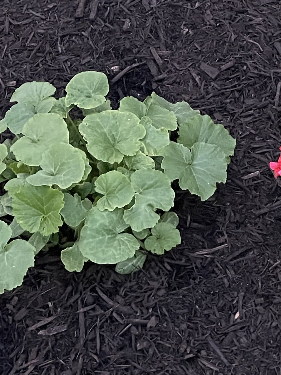 KatyMax34094504's tweet photo. Our students carved and watched the decaying process of our pumpkin jack. This spring we planted him and we are tracking his growth. Fingers crossed weโll have a pumpkin harvest this Fall! #pumpkinlifecycle #pumpkinjack @HumbleISD_LSE @cynthialeeb https://t.co/yANORLtCbr