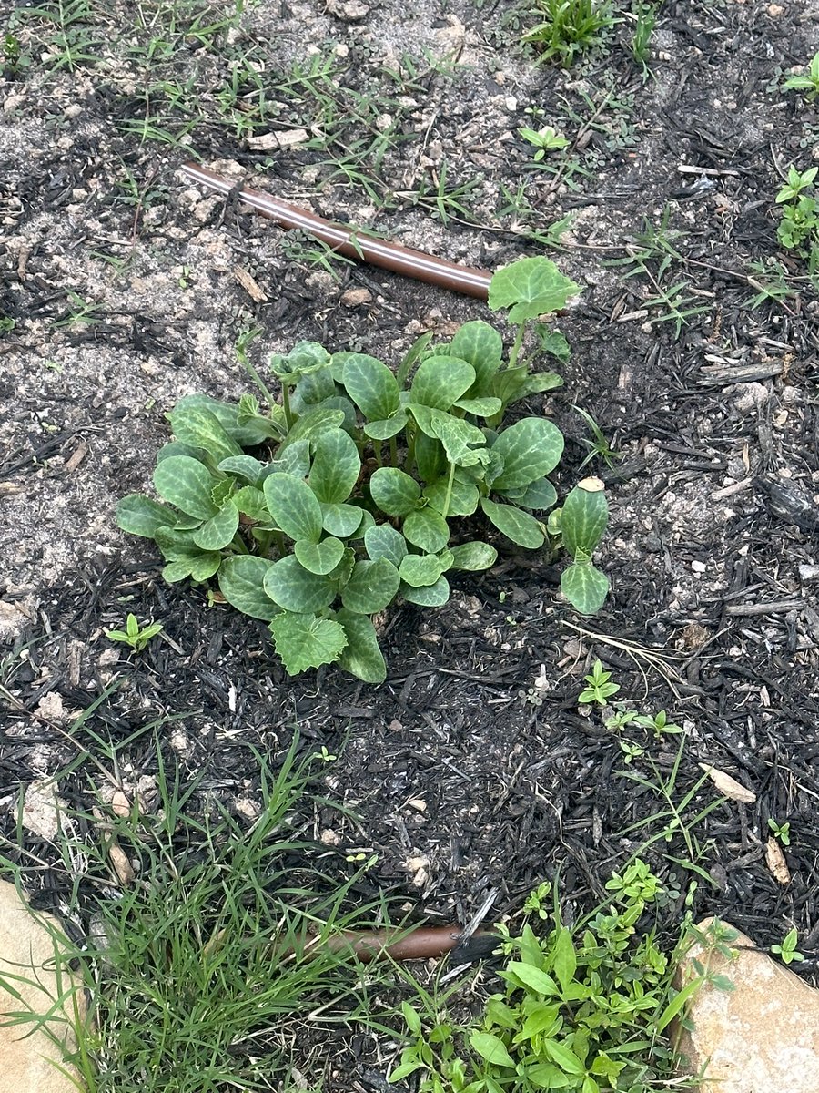 KatyMax34094504's tweet photo. Our students carved and watched the decaying process of our pumpkin jack. This spring we planted him and we are tracking his growth. Fingers crossed weโll have a pumpkin harvest this Fall! #pumpkinlifecycle #pumpkinjack @HumbleISD_LSE @cynthialeeb https://t.co/yANORLtCbr
