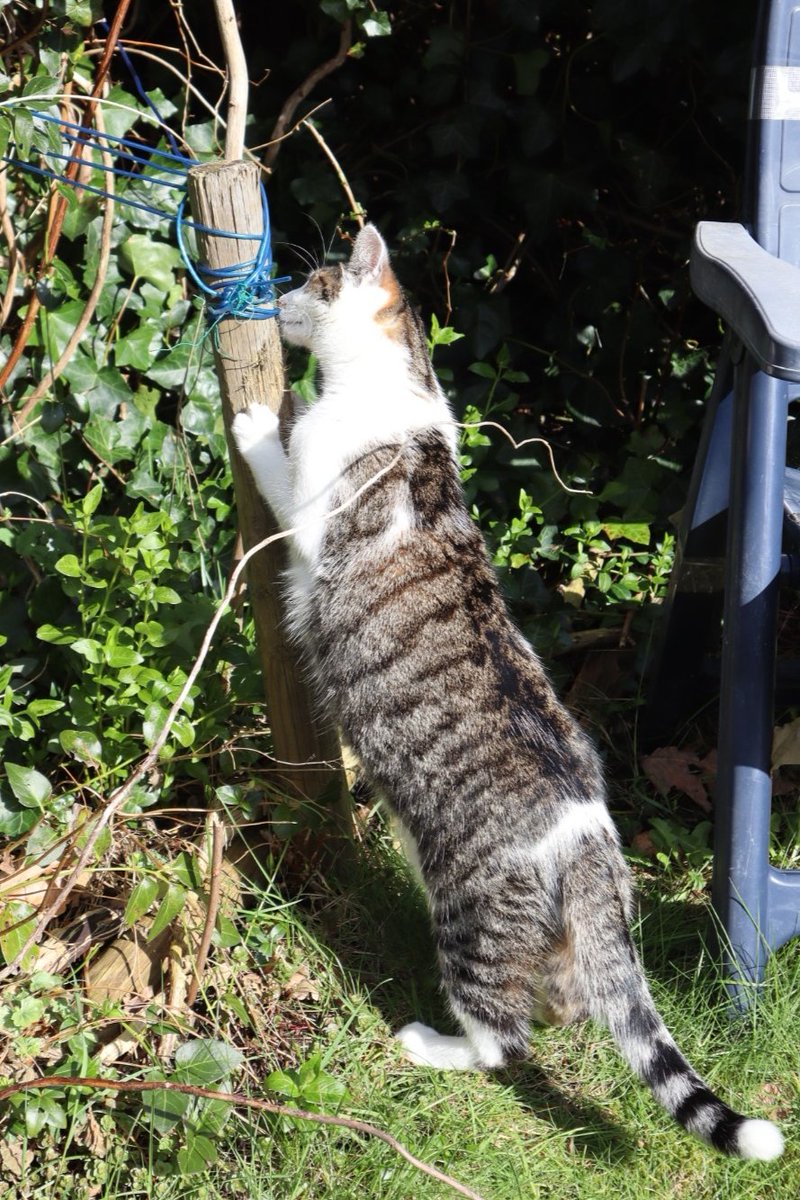 PPloim's tweet photo. #CatsOfTwitter #CatsOnTwitter #Hedgewatch #cats
Ellooooo 😺
It's spring
An Littel Snoet is chseckingk ours garden after the winter
She smells sum new odours.
Who did that? Who can pee that high? Was it Yu peheps? https://t.co/jlgdcCbBz9