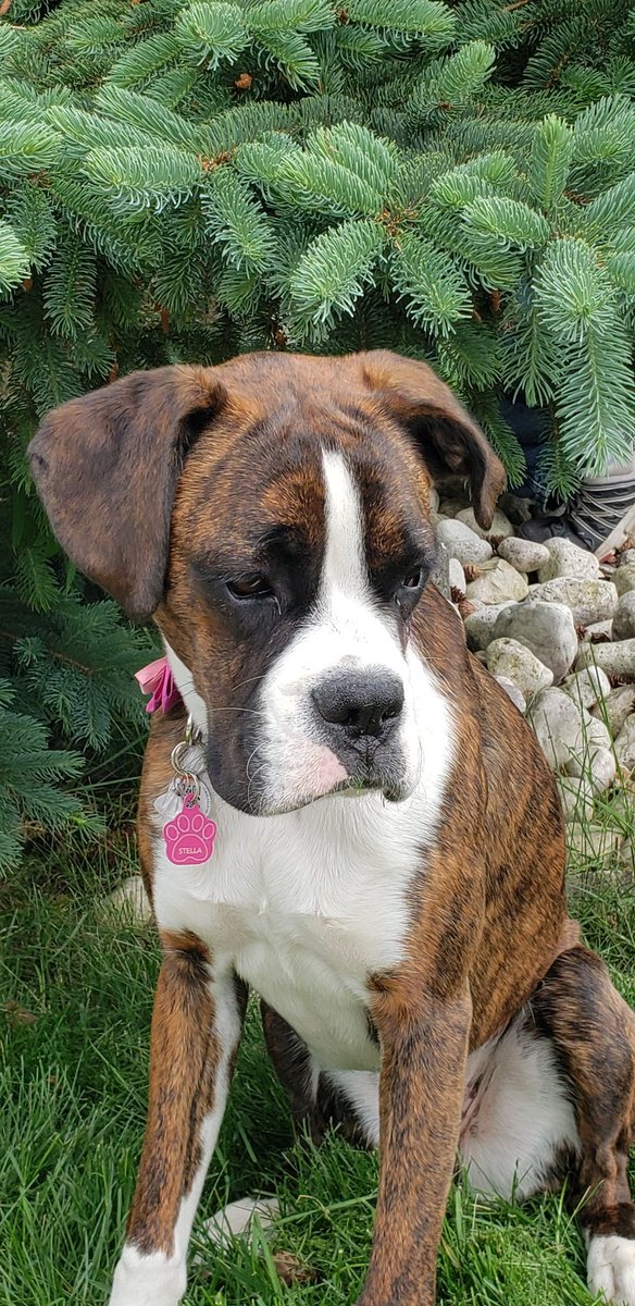 SweetLisa2008's tweet photo. @breakfasttv This is our beautiful Stella! She is a purebred boxer and is the princess in our household ❤🐾 #boxerlife #loveofaboxer https://t.co/NMx9ijfPO7