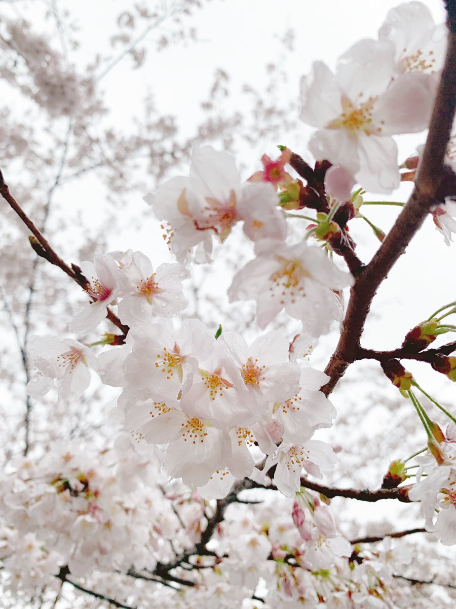 「雨の日の桜も悪くないですね 」|mizuのイラスト