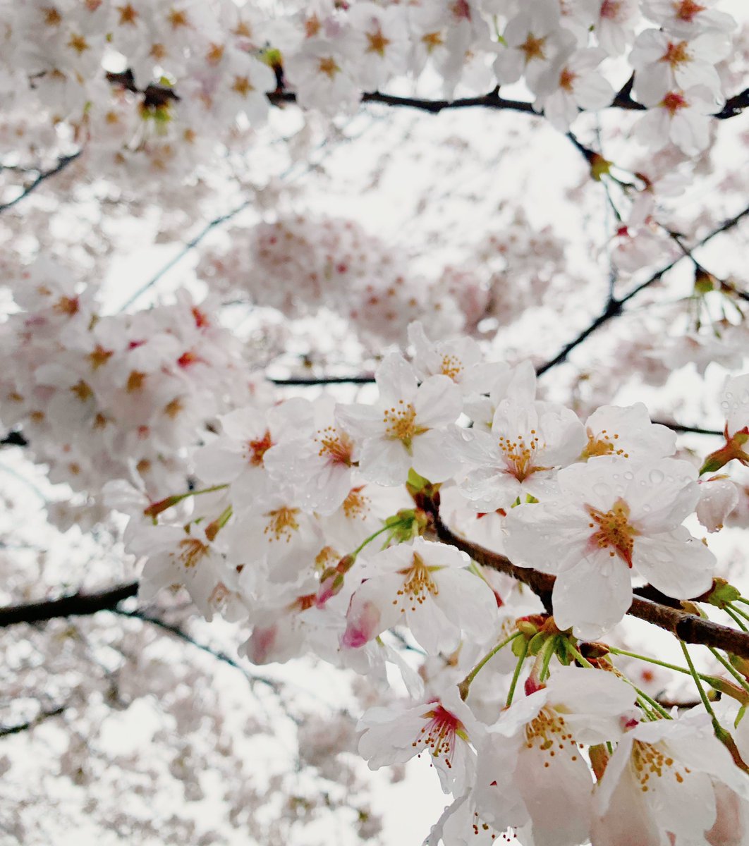 「雨の日の桜も悪くないですね 」|mizuのイラスト