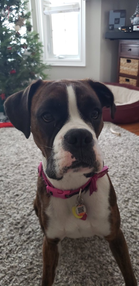 SweetLisa2008's tweet photo. @breakfasttv This is our beautiful Stella! She is a purebred boxer and is the princess in our household ❤🐾 #boxerlife #loveofaboxer https://t.co/NMx9ijfPO7