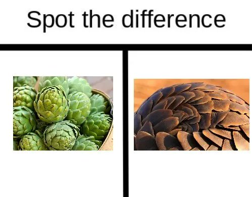 keeper_chat's tweet image. PLEASE only add spinach to one of these to make a delicious dip. The other should be protected from wildlife trafficking, thank you. Head over to @SavePangolins for more info!