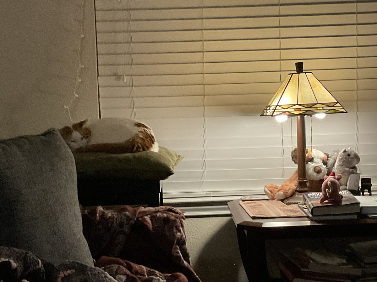 je2nifer's tweet photo. Murph fell asleep while impatiently waiting for me to open the blinds for him. ๐ป
#MorningsWithMurph https://t.co/ixcch8NWde