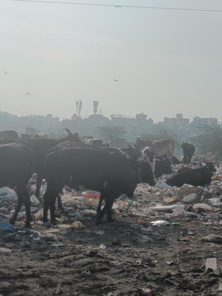 SibalSunayana's tweet photo. #ThePreventionofCrueltytoAnimalsAct needs an URGENT amendment to serve as a deterrent to all those miscreants who abuse animals.

@narendramodi help us in this fight for justice for animals. 
#PleaseModiJi #AmendPCA
 #NoMore50

 @PMOIndia @PRupala https://t.co/B0dk4bGJVB