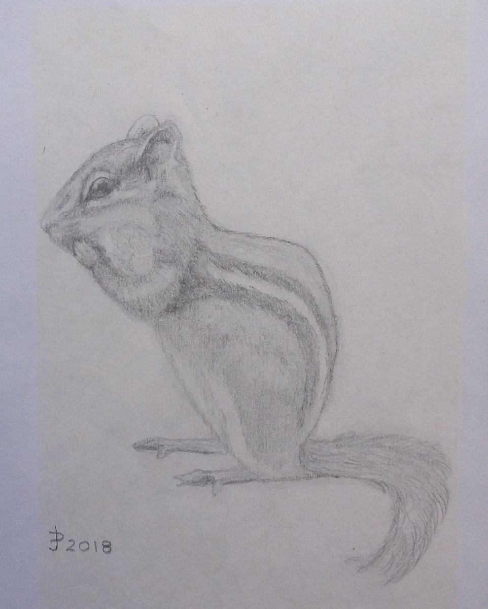 Caricatecture's tweet photo. The chippies are back!!  #wildlifeart #wildlifesketch #graphitesketch #Spring #supportwomenartists #supporthumanartists #Ontariowildlife #ThrowbackThursday #caricatecture https://t.co/Hx6kDhHi9S