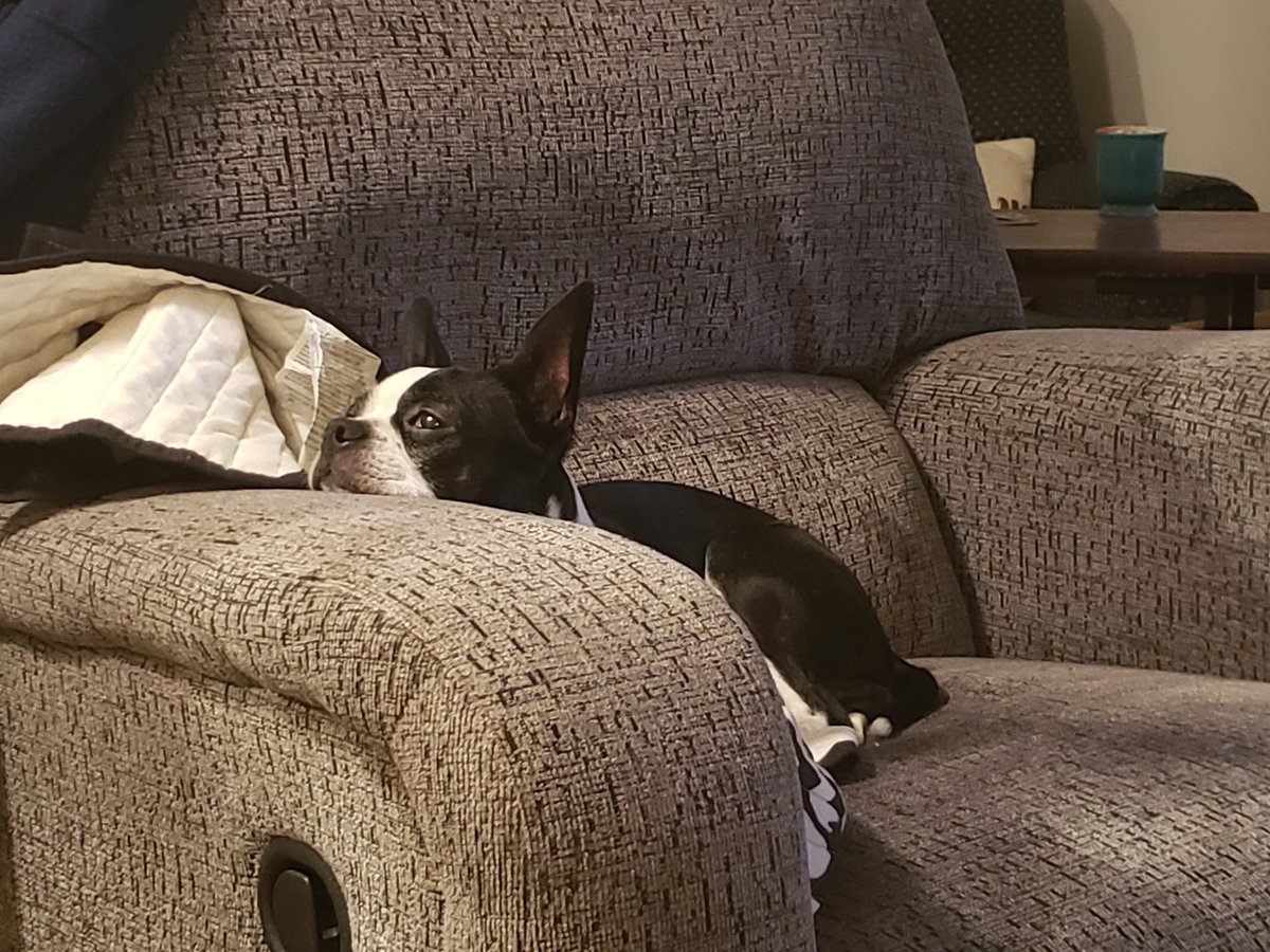 og6629's tweet photo. @Acosta 7yrs young rescue Dora https://t.co/uR5HFr6jn6