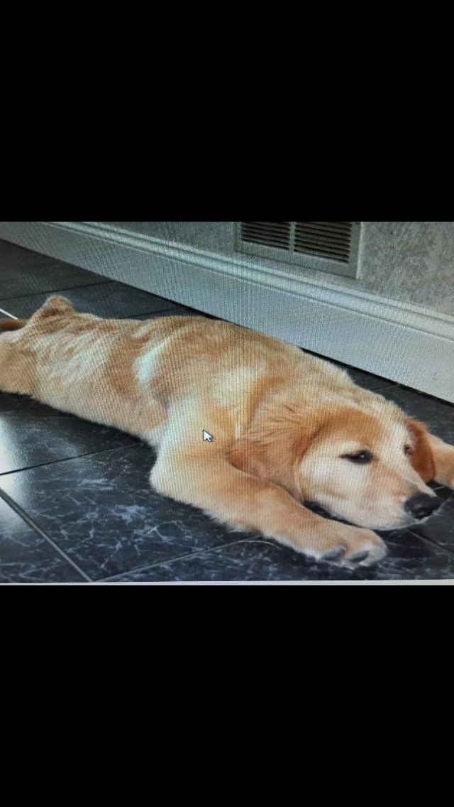wagss's tweet photo. #fox29philly this is Bentley❤️ I miss is so much 😢 https://t.co/wC358mC71D