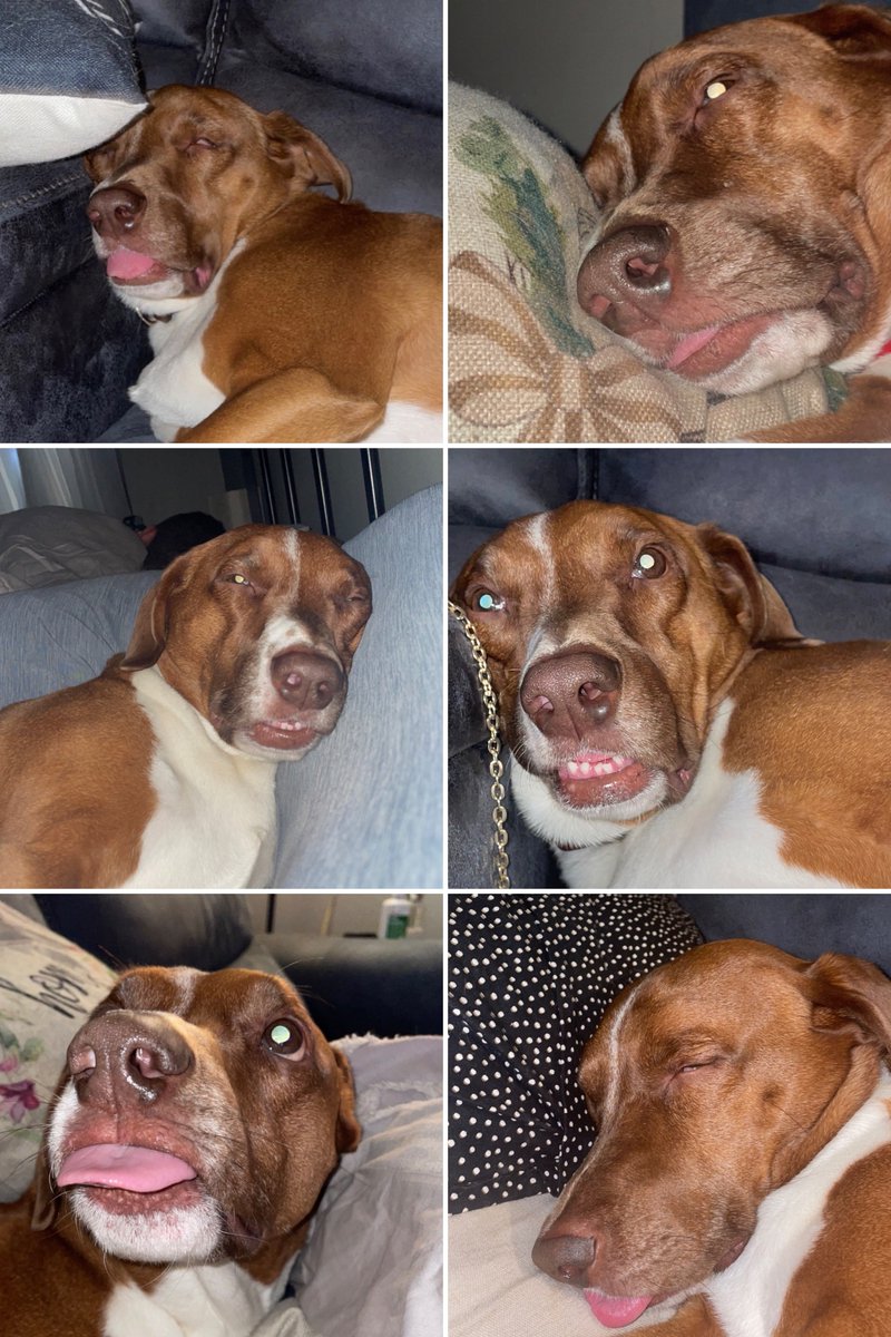 Jess_manager's tweet image. Happy birthday and national puppy day to my pup, Remington❤️ #fox29goodday