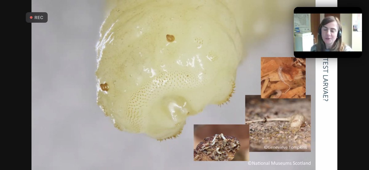 flygirlNHM's tweet photo. Although @HelenTaylorCG does not like the term rat-tailed maggot for the larvae and I do, we can both agree that these little larvae are rather cute. It’s their ‘moustaches’ that are used for identification
#PineHoverfly @rzss #entolive https://t.co/Bq0MIyPqsl