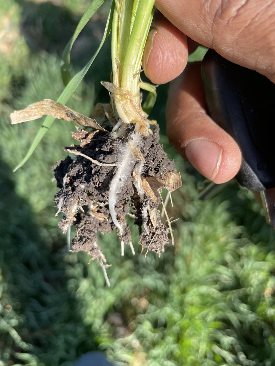 pablojua's tweet photo. Anteriormente la aparición de secaderas en la etapa de llenado de nuestros #trigos nos limitaba a sacar altos rendimientos, ahora la combinación de #microbiología y #agriculturadeconservación nos ha dado el camino para incrementar #microorganismosbeneficos.

#CIMMYT https://t.co/funIZvHRQ1