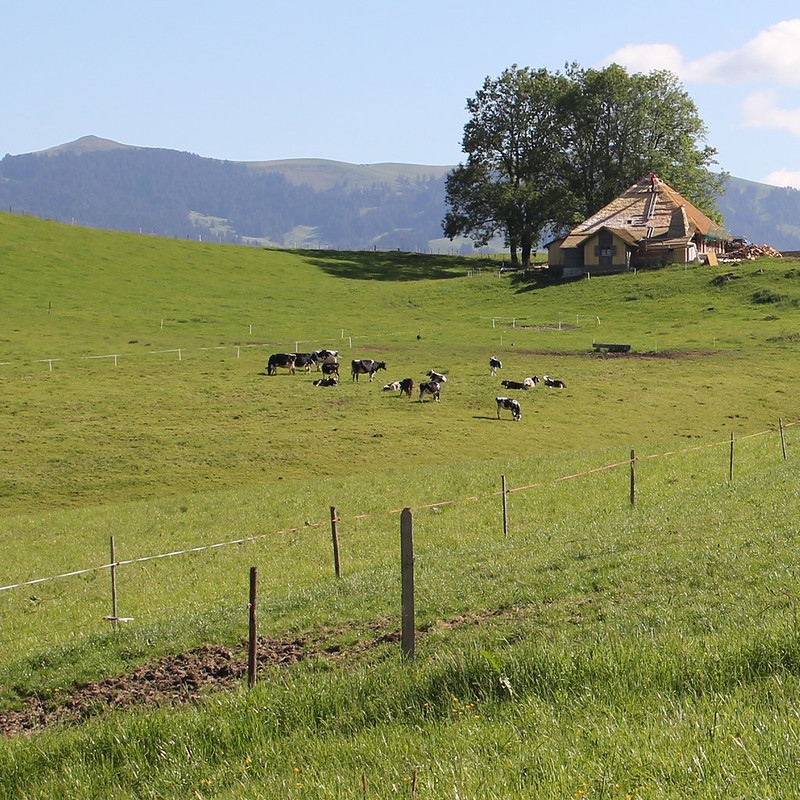 culturecheese's tweet photo. #CheeseFact: "Farmstead” cheese must be made with milk from the farmer’s own herd or flock, on the farm where the animals are raised. https://t.co/Isahmxz0wF