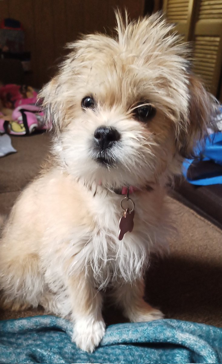 melissa_snock's tweet photo. #Fox29GoodDay #KarenHepp #ThomasDrayton #NationalPuppyDay 
Minnie is our new, almost 4 month old Maltipoo!!  She's such a lover!!
#Minnie #MinnieTheMaltipoo https://t.co/nPFX9IHcmF