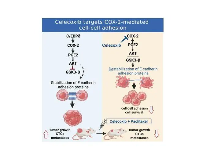 #AuthorsTake: Stabilization of E-cadherin adhesions and metastatic breast cancer: buff.ly/3z1TTlz 
Kuppusamy Balamurugan &amp; colleagues explain their latest research in this video: buff.ly/400GnL0 
Article:  buff.ly/3YZgQAE 
<a href="/EstaSterneck/">Esta Sterneck</a> <a href="/theNCI/">National Cancer Institute</a> 
#Oncology
