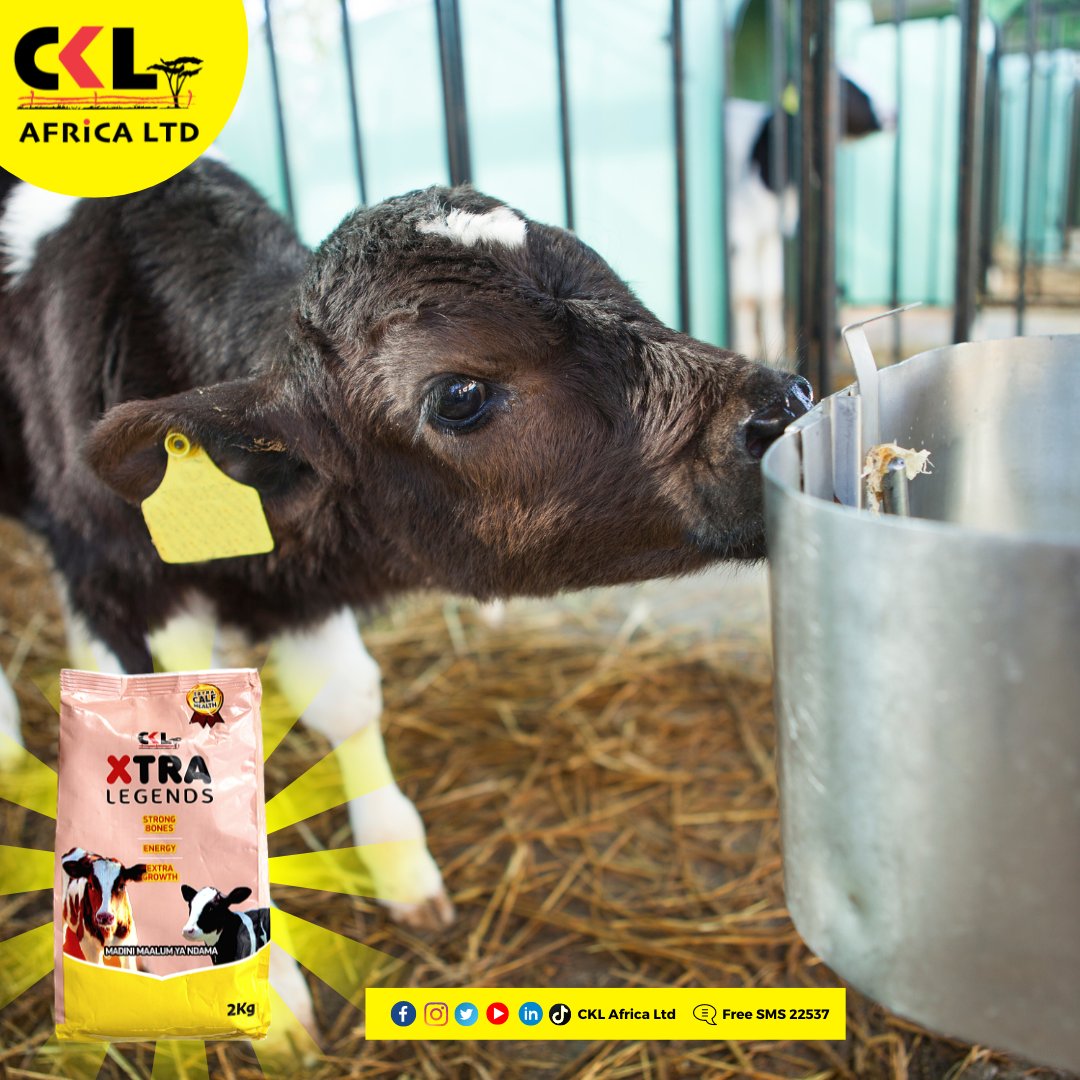 CKLAfricaltd's tweet photo. Proper weaning is crucial for reducing stress and ensuring a smooth transition from milk to solid food. Introduce solid food slowly and monitor your calf's behavior and health during the weaning process.  #CalfDevelopment #morethanjustalick #cklxtralegends https://t.co/KBswV8v5lE