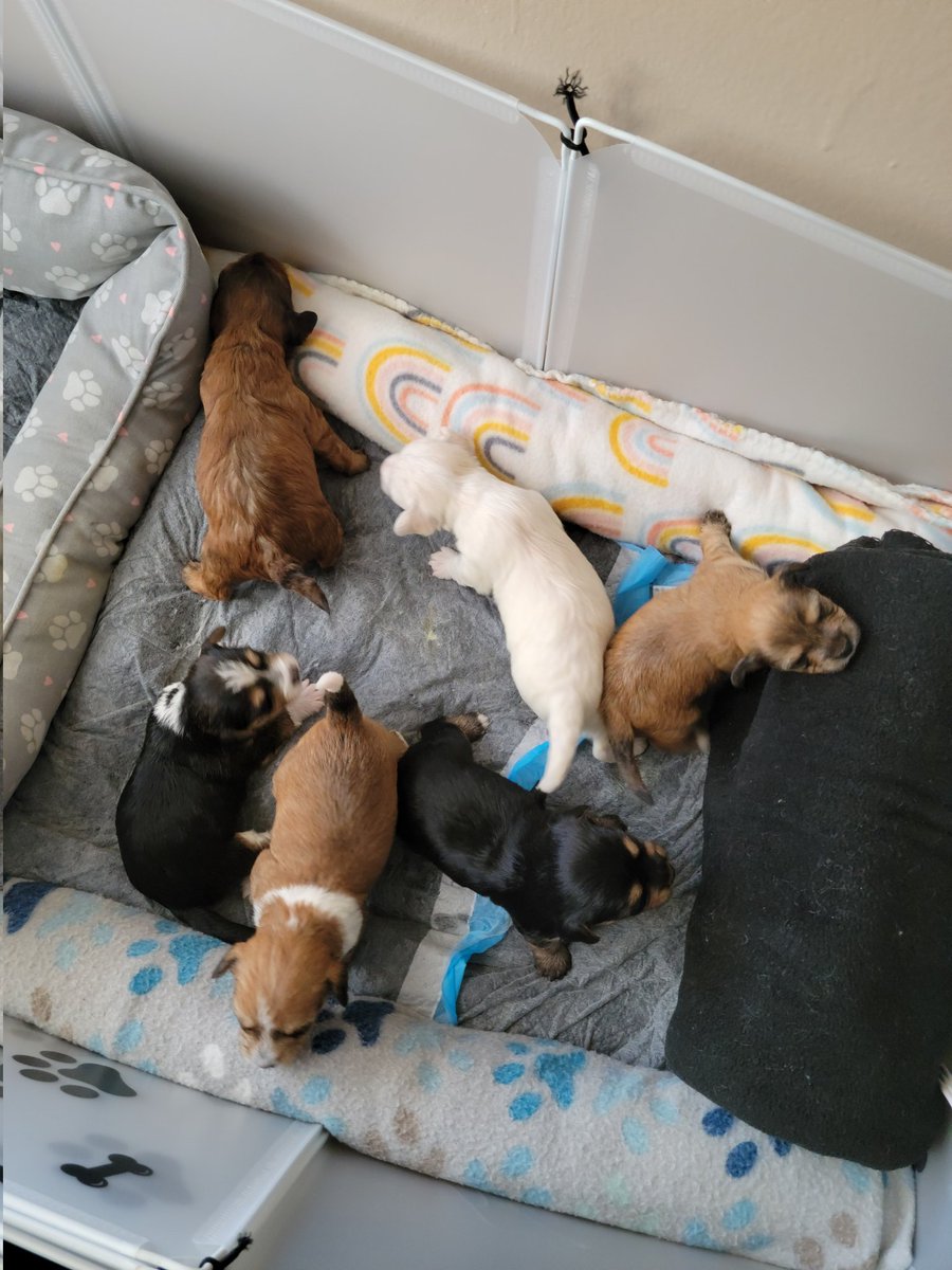 july1972twin's tweet photo. @fox5dc @Fox5DCJeannette @stevechenevey @TuckerFox5 Did someone say it's #NationalPuppyDay..well check out PJ &amp; Minnie and all of their ( current litter and 1st litter ) puppies 💗🐶🐾🐕💗🐶🐾🐕❤️ #GoodDayDC https://t.co/yCaobd82eq