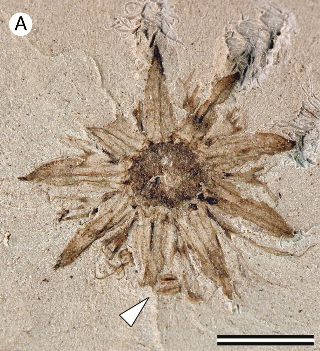 FossilBonanza's tweet photo. The fossilized flower of Lacinipetalum spectabilum, from early Paleocene, Argentina.
#FlowerWeek #Paleontology
https://t.co/ERAxZWnAMq https://t.co/ryU4LTx84P