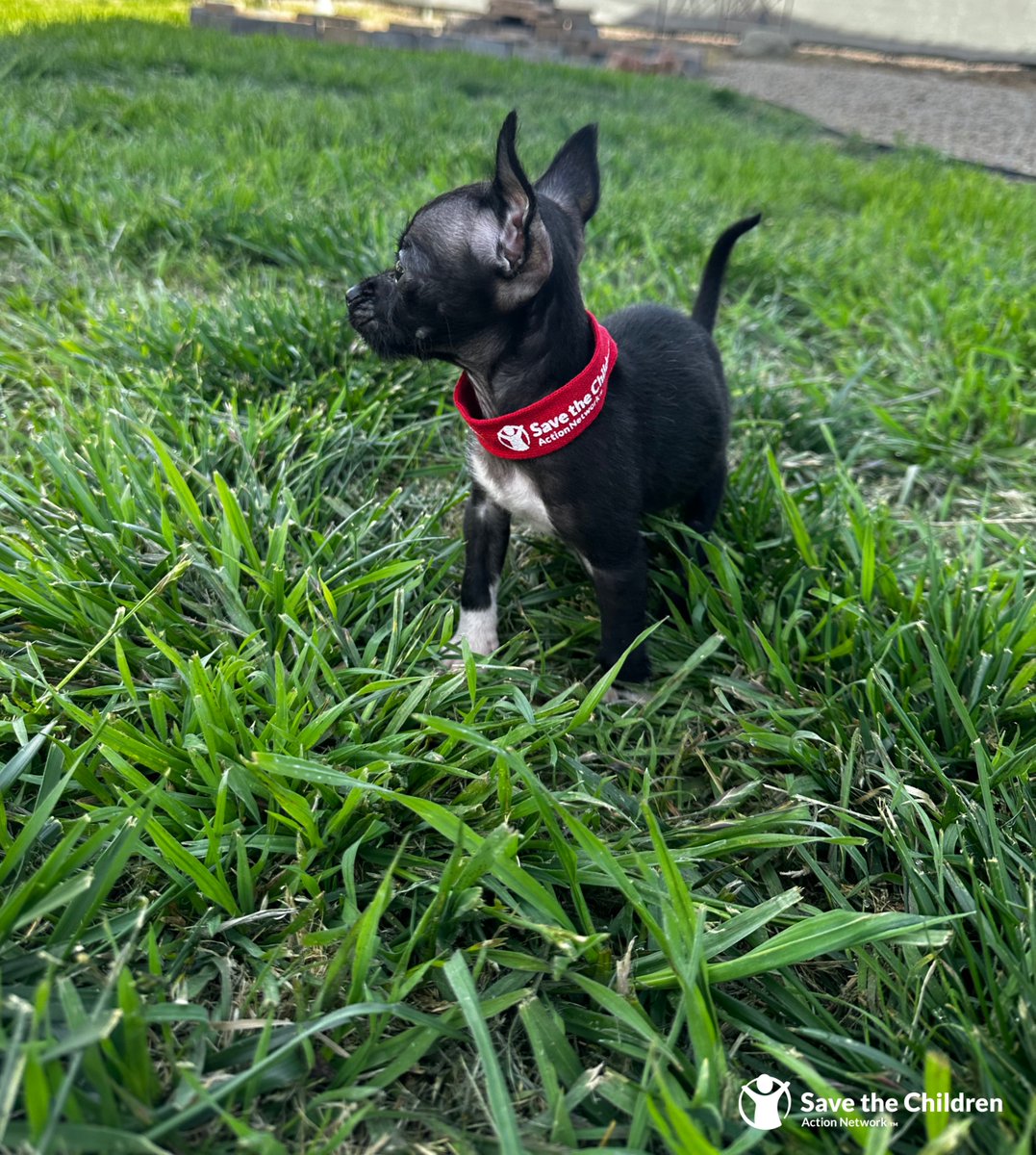 Woof, Woof 🐶 

Here are a few of our favorite companions that never leave our side when it comes to advocating. ❤️ 

#NationalPuppyDay