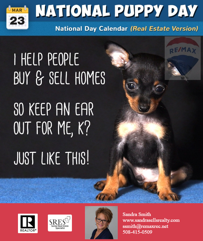 Happy National Puppy 🐶 Day! Make my day and post a pic of your dog! #dogs #mustlovedogs 🦮🐕‍🦺🐕🐩 And keep an ear out if you hear of anyone buying or selling! #remaxhustle #sandrasells #realestate #homesweethome #homeiswherethedogis #fyp