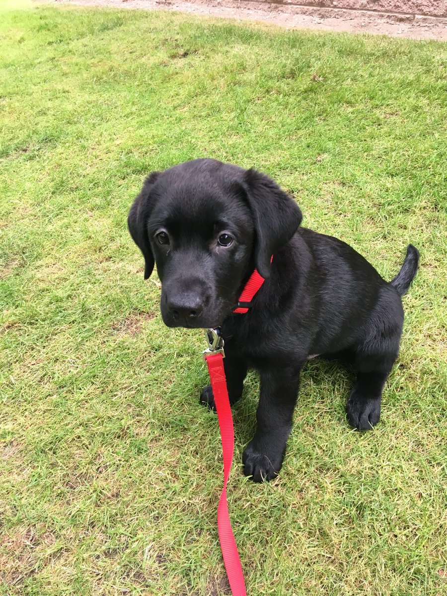 Did someone say #NationalPuppyDay? Here’s me first week at home with my mum. Adorably cute? I think so 😝