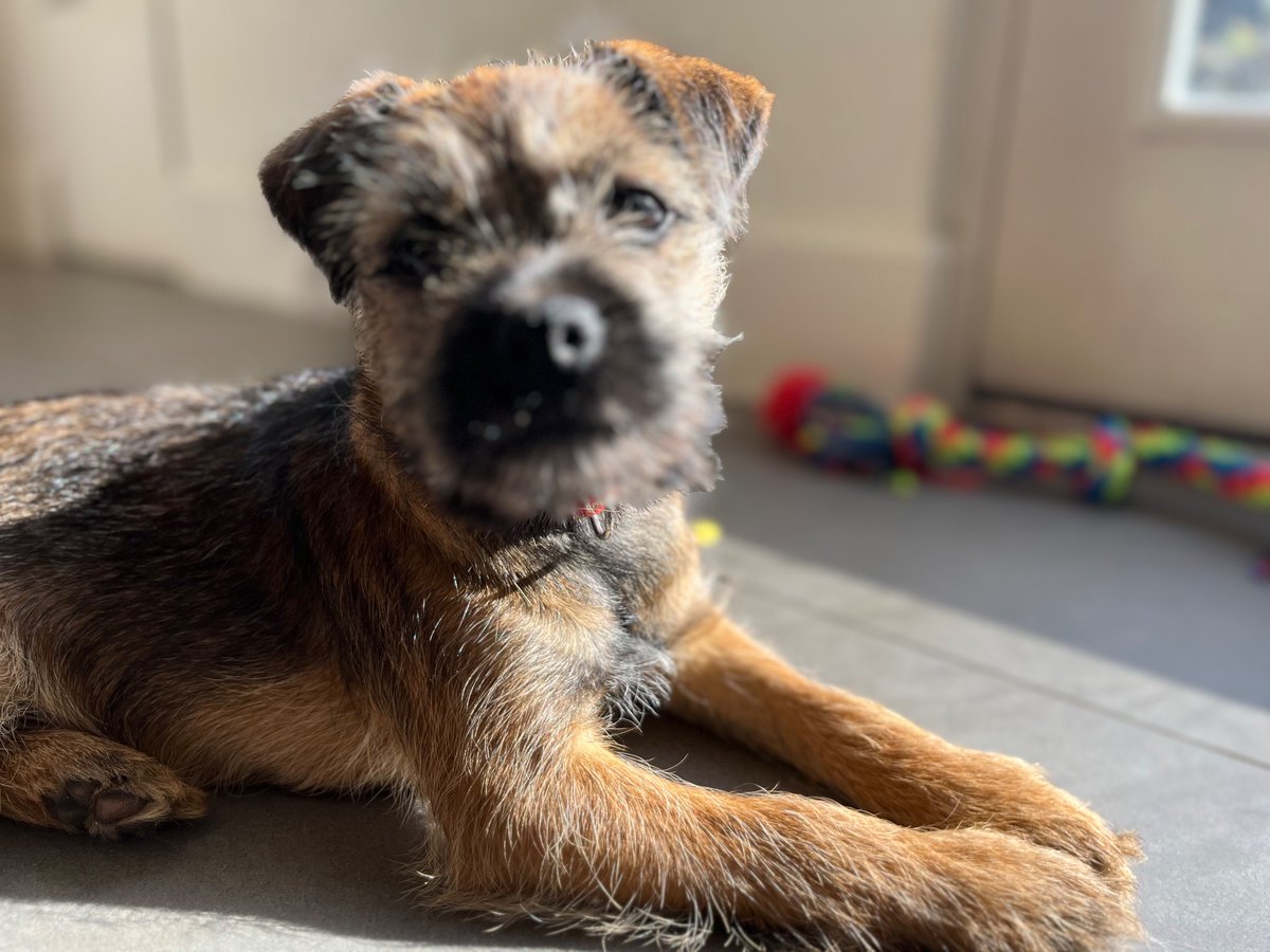 fmlinklater's tweet image. #nationalpuppyday - little frida aged 4 months - be rude not to show her off today ❤️❤️❤️