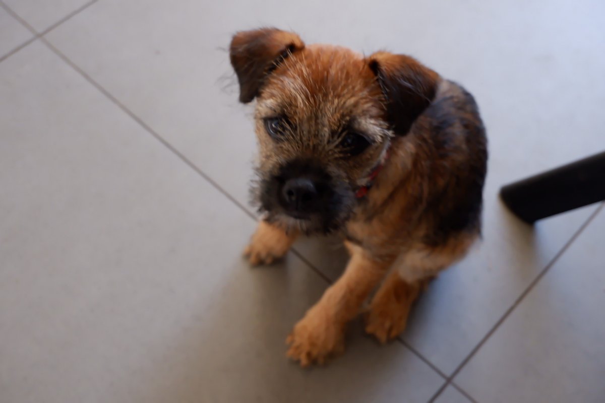 fmlinklater's tweet image. #nationalpuppyday - little frida aged 4 months - be rude not to show her off today ❤️❤️❤️