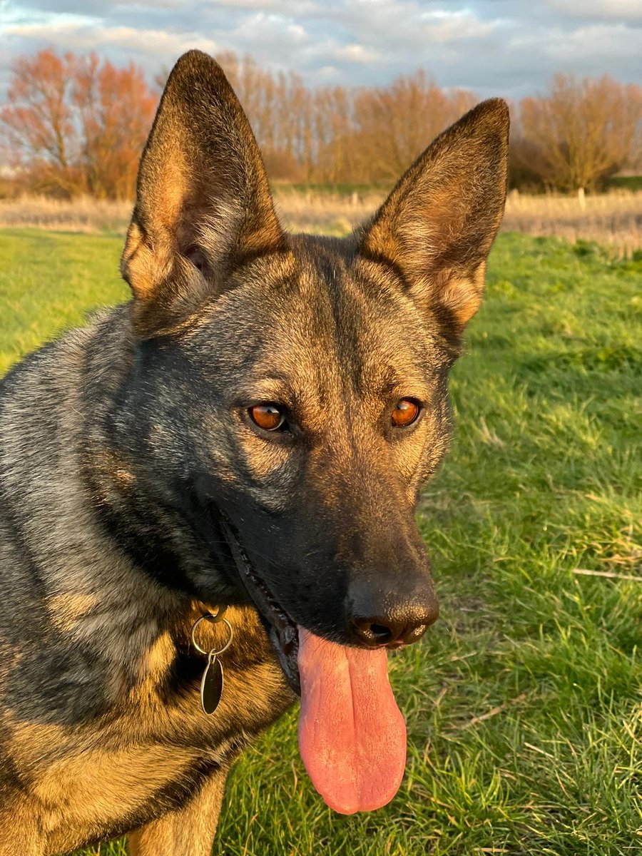 KPTacOps's tweet photo. CAD 22-1037 PD CIARA called to assist in a search at @KentPoliceCbury for a report of a missing person. After searching the area PD CIARA has located the individual in dense undergrowth. The person was then taken to Hospital to get the help and support they need #Misper #PdCiara https://t.co/HUCgZeqQLq