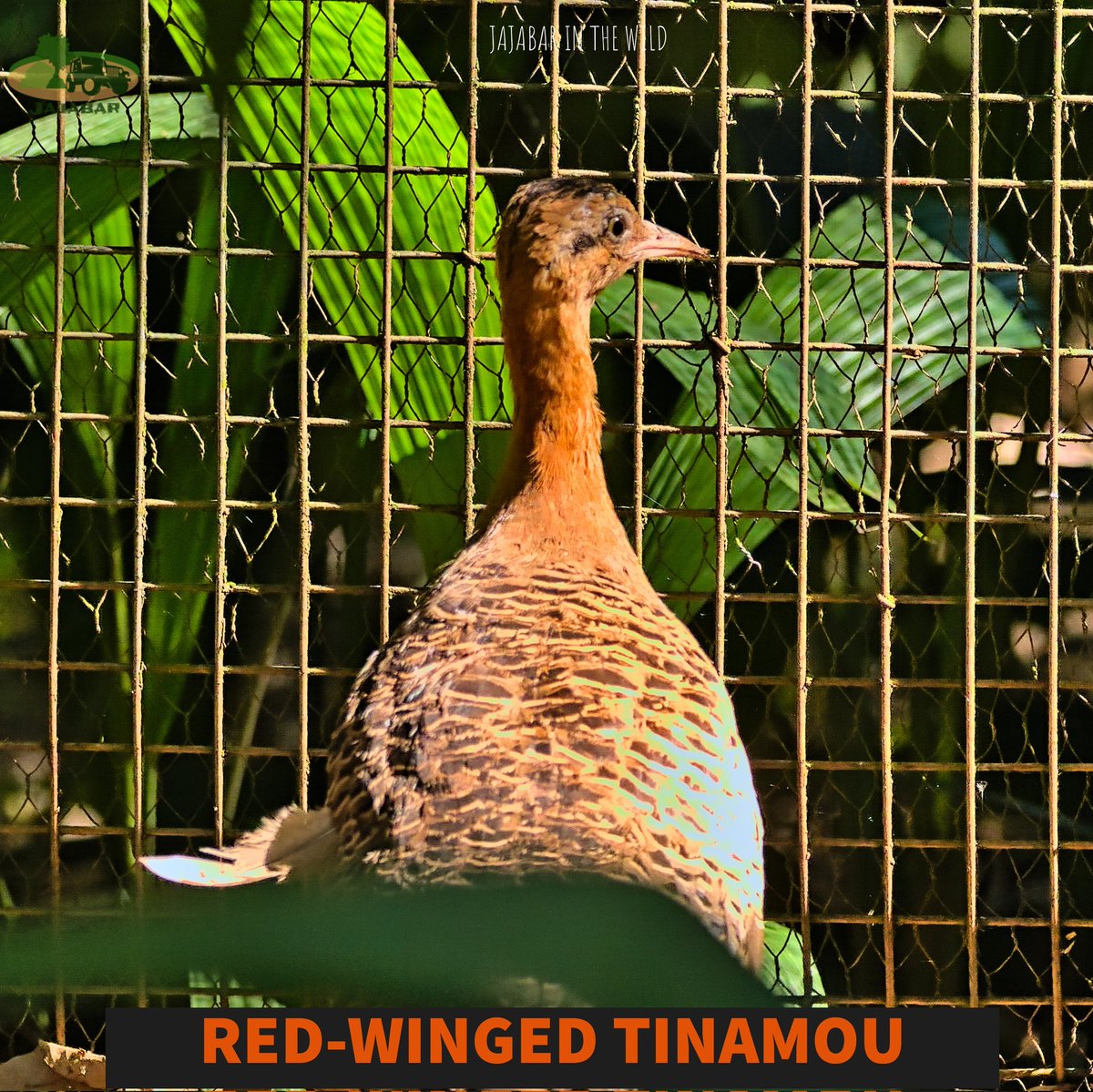 _amrajajabar's tweet photo. #birds #birdsofinstagram #wildbirds #birdsofbrazil #redwingedtinamou #tinamou #iguazufalls #iguazufallsbrazil #parquedasaves #brazil #brazilbirds #wildlifeplanet #wildlifephotography #wildlifeofinstagram #wildlifeonearth #wild #wildlife #nikon #nikond500 #sigma150600mm #jajabar https://t.co/g9oniKPZb1