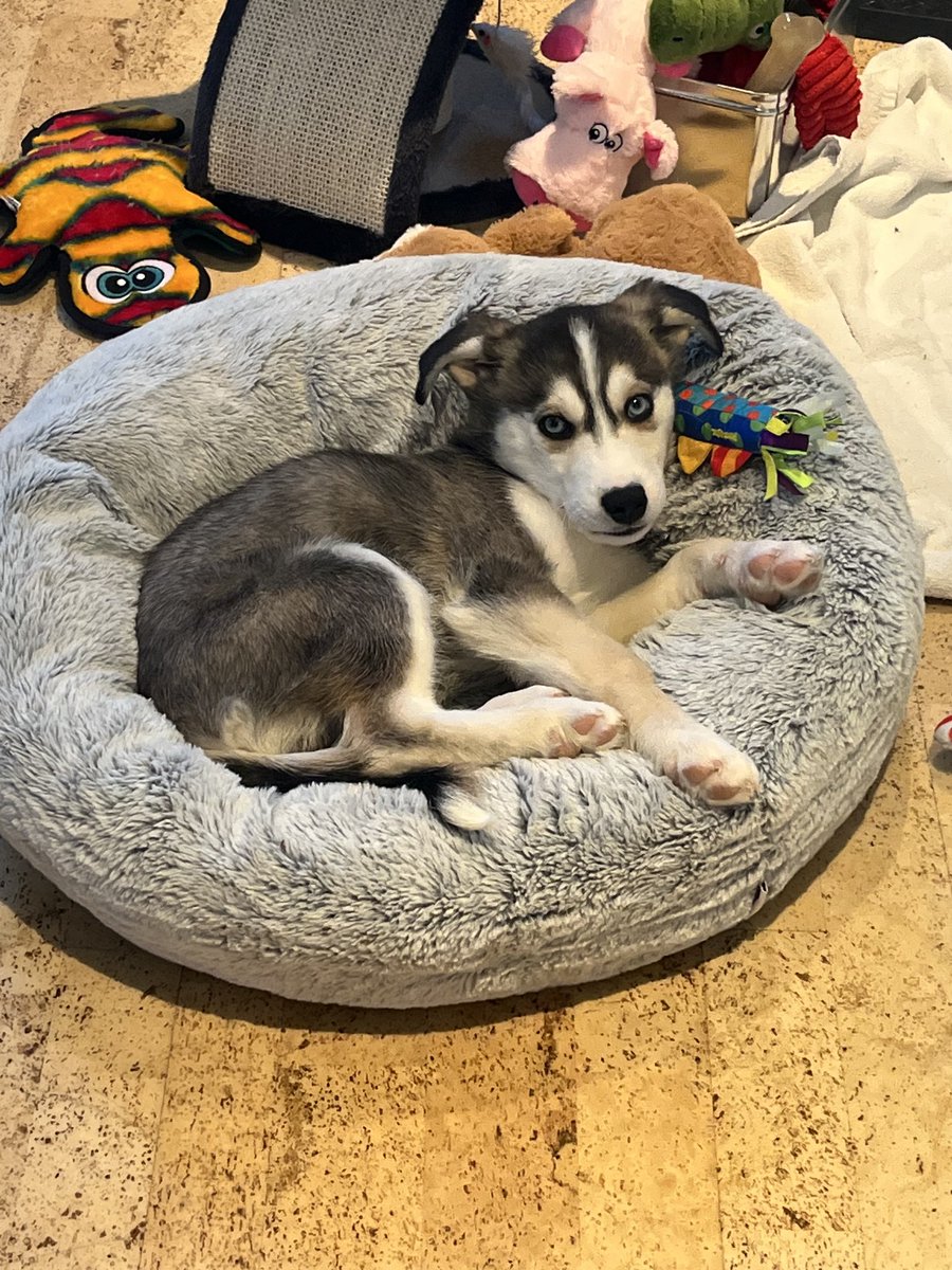 ironhen's tweet photo. I present Hickory on #NationalPuppyDay https://t.co/Gfz3pkVXu9