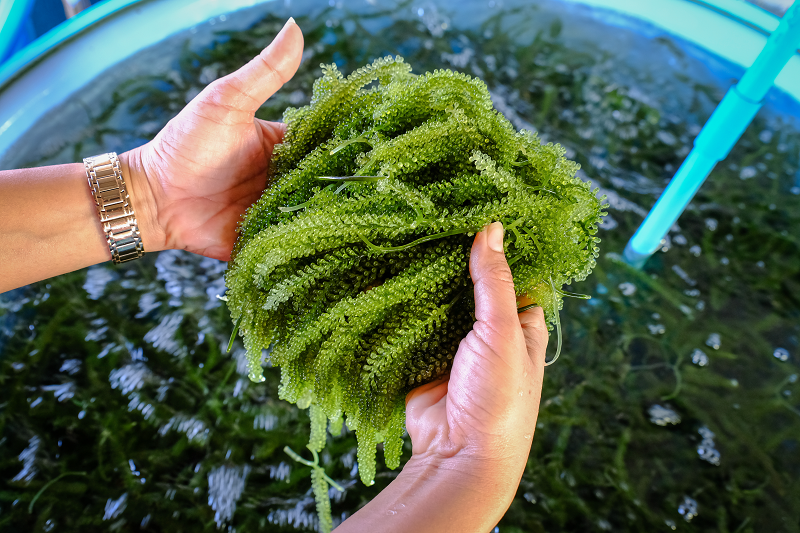 AlgaeBarn's tweet photo. How Fast Does Macroalgae Grow?

To thrive, most macros need medium to intense light. The color of the macros can change depending on the strength of the light. Macro can modify the pH of the water through respiration.

https://t.co/zD9D6dywSa 

#macroalgae #reeftank #algae #reef https://t.co/2twoEMtxrk